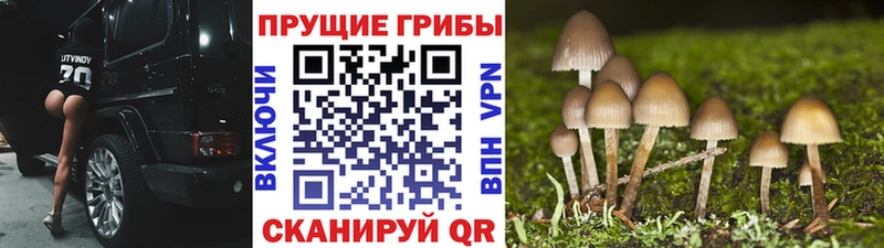 Псилоцибиновые грибы GOLDEN TEACHER  Олёкминск 